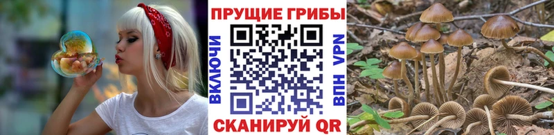 kraken онион  Кузнецк  Псилоцибиновые грибы GOLDEN TEACHER 
