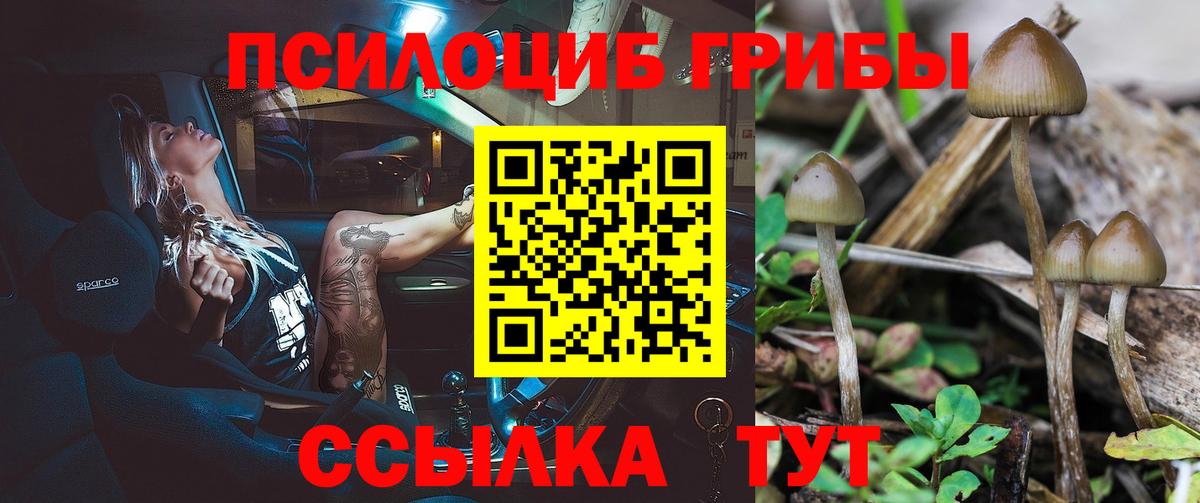 Галлюциногенные грибы Psilocybine cubensis Кузнецк